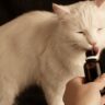 is fabuloso safe for cats?