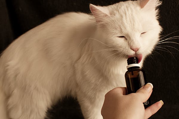 is fabuloso safe for cats?